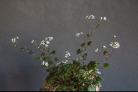 Pelargonium australe